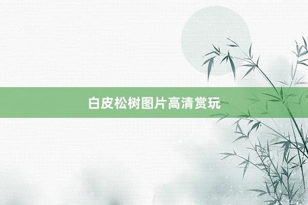 白皮松树图片高清赏玩