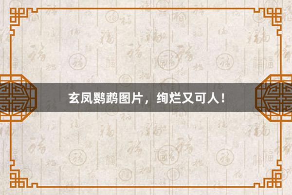 玄凤鹦鹉图片，绚烂又可人！